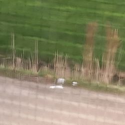 Advanced Disposal - Trash in the wetlands courtesy of AD not showing up.