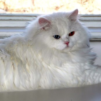 Daisy's Delights - Pet Groomers Near Me - Norwood, Pennsylvania