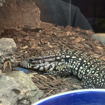 Reptiles N More - Reptile Shops Near Me - Orange, California Reptiles N More - Reptile Shops Near Me - Orange, California