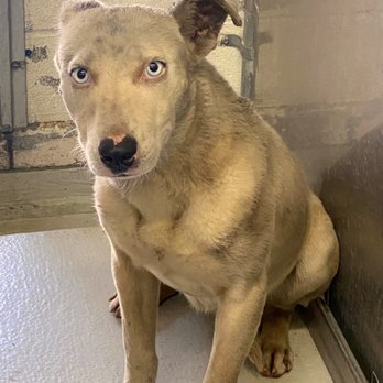 Richardson Animal Shelter - When Beasley was saved from the street. - Animal Shelters Near Me - Richardson, Texas Richardson Animal Shelter - When Beasley was saved from the street. - Animal Shelters Near Me - Richardson, Texas