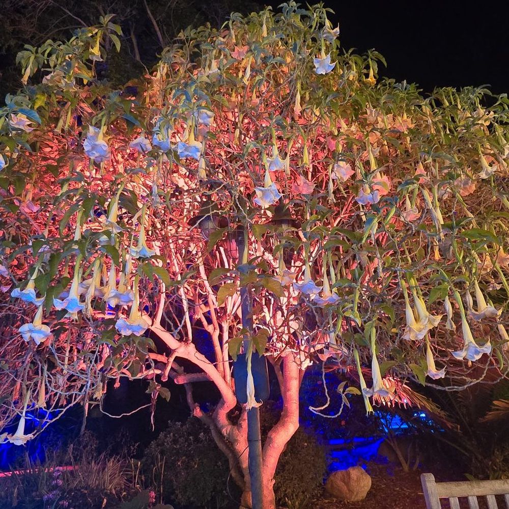San Diego Botanic Garden - Tree by the area to eat and drink - Botanical Gardens Near Me - Encinitas, California