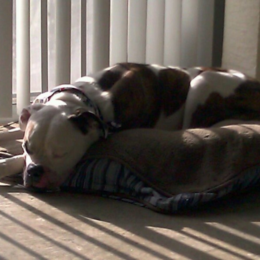 Perfect Pet Resort - Brutus the Bulldog, after spending Christmas vacation at the Perfect Pet - Pet Sitting Near Me - Lothian, Maryland