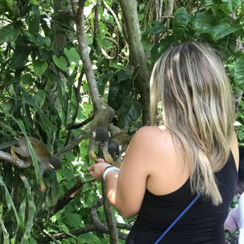 Monkey Jungle - Zoos Near Me - Miami, Florida Monkey Jungle - Zoos Near Me - Miami, Florida