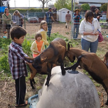 Urban Adamah - Kids and goats! - Summer Camps Near Me - Berkeley, California