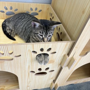 Miko's Pet Supplies - Cat - Pet Stores Near Me - West Covina, California Miko's Pet Supplies - Cat - Pet Stores Near Me - West Covina, California