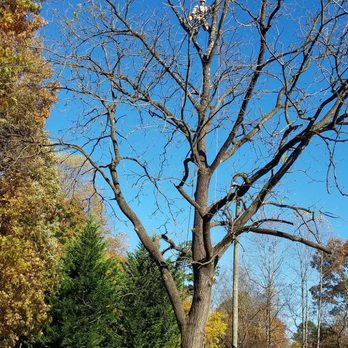 Payton Tree Service - Tree Services Near Me Payton Tree Service - Tree Services Near Me