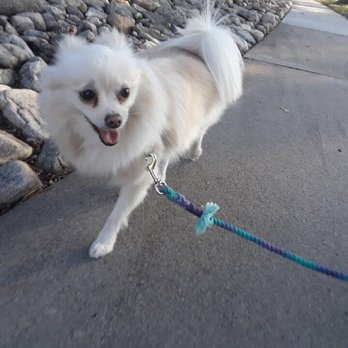 Socal Dogma - Dog Walkers Near Me