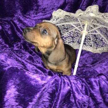 Ruff Haus Dachshunds - Meet Zoe - Pet Breeders Near Me Ruff Haus Dachshunds - Meet Zoe - Pet Breeders Near Me