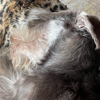 Club Pet Too - Side matting of beard and chest - Pet Sitting Near Me - Commerce Township, Michigan