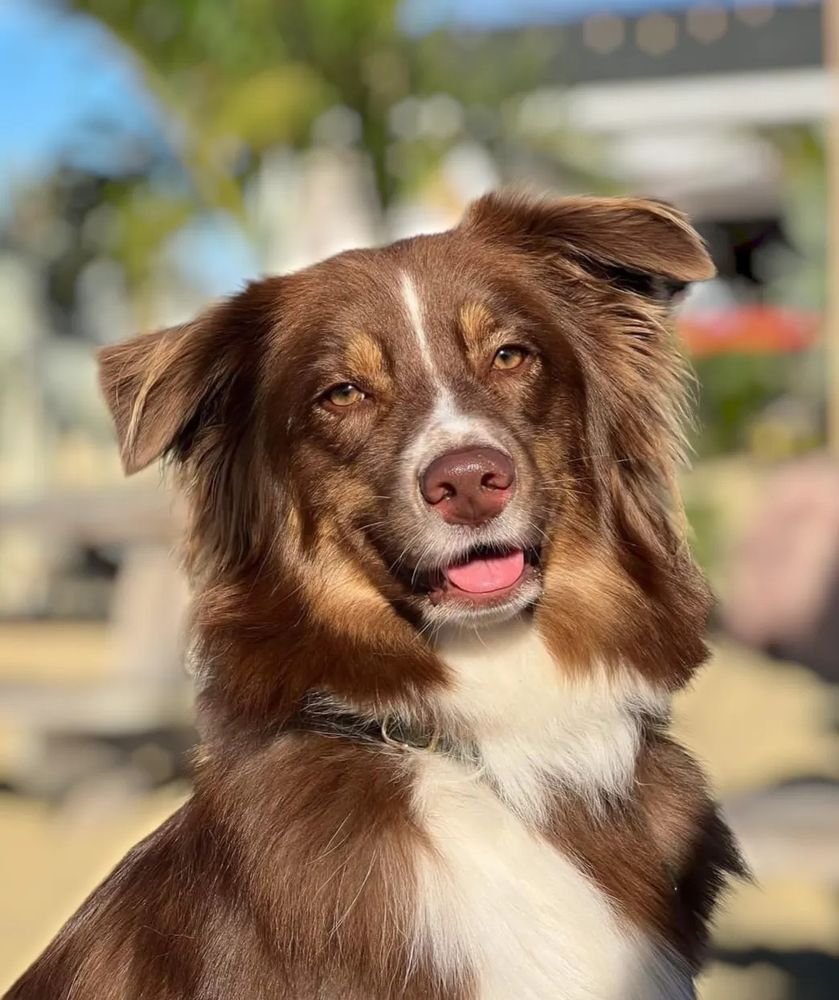 Loving Home Dog Boarding - pet boarding facility in Somerset, NJ