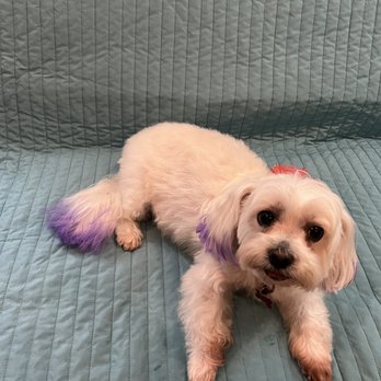 Groomingdale - After - Pet Groomers Near Me - Signal Hill, California