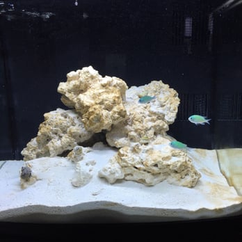 Aquatica Corals and Custom Aquariums - Starter fishes and clean up crew - Aquarium Services Near Me - San Marcos, California Aquatica Corals and Custom Aquariums - Starter fishes and clean up crew - Aquarium Services Near Me - San Marcos, California
