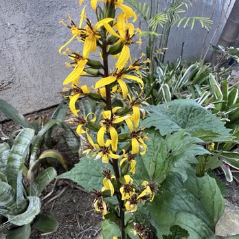 Walter Andersen Nursery - Flower of the Ligularia stenocephala Little Rocket - Nurseries & Gardening Near Me - San Diego, California Walter Andersen Nursery - Flower of the Ligularia stenocephala Little Rocket - Nurseries & Gardening Near Me - San Diego, California