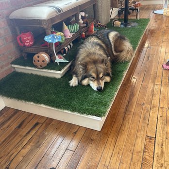 Dolls and Beaus Salon - Her doggo Jasper - Hair Extensions Near Me - Dallas, Texas