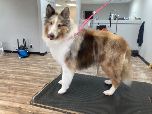 Big Furry Friends - Big Furry Friends Big Furry Friends - Big Furry Friends