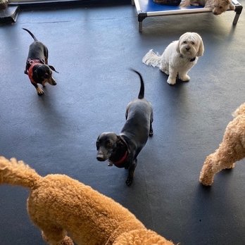 Dog-E-Den Sherman Oaks - Zoe and her friends! - Pet Training Near Me - Los Angeles, California