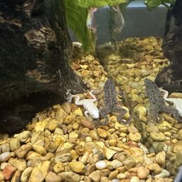 African dwarf frogs.