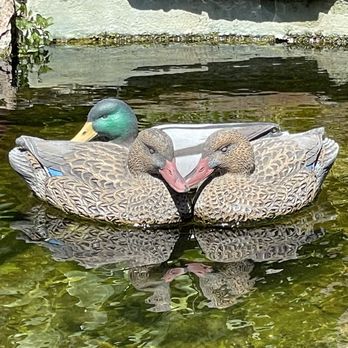 Hotel Mission De Oro - Fake ducks! I was tricked :)) - Hotels Near Me - Santa Nella, California Hotel Mission De Oro - Fake ducks! I was tricked :)) - Hotels Near Me - Santa Nella, California