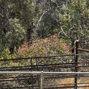 Nate's Tree Service - Tree Services Near Me - Sonora, California Nate's Tree Service - Tree Services Near Me - Sonora, California
