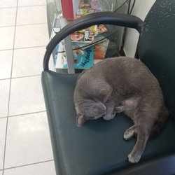 Rmp Hair And Company - Tilly the therapy cat