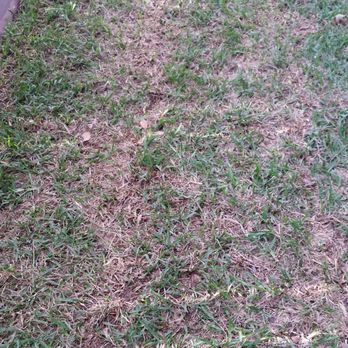 Eco Irrigation and Landscaping - No improvement after 8 days! - Landscaping Near Me - Leander, Texas