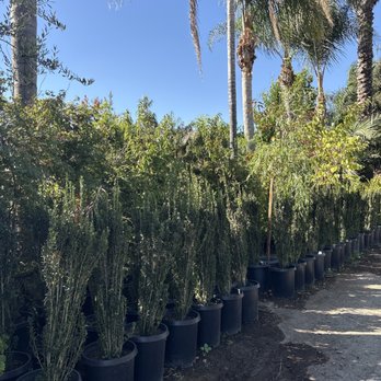 Ayala's Nursery - Not sure - Nurseries & Gardening Near Me - Chino, California