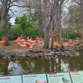 Denver Zoo - Flamingos, aren't they pretty? - Zoos Near Me - Denver, Colorado Denver Zoo - Flamingos, aren't they pretty? - Zoos Near Me - Denver, Colorado