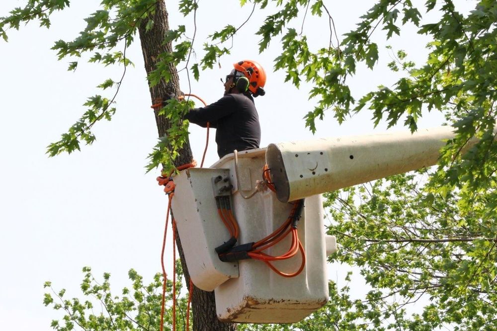 D&J's Complete Tree Service - Ankeny - tree service in Ankeny, IA