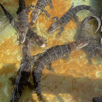 Gatorland - Baby Gators! - Zoos Near Me - Orlando, Florida Gatorland - Baby Gators! - Zoos Near Me - Orlando, Florida