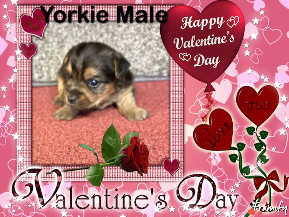 Pet Sitting WALNUT HILL KENNEL Updated October 2024 38 Hogan W Ln