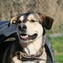 Photo of Auberge La Niche - Pension Canine de l'Estrie
