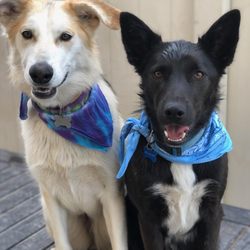 Century Dog Training