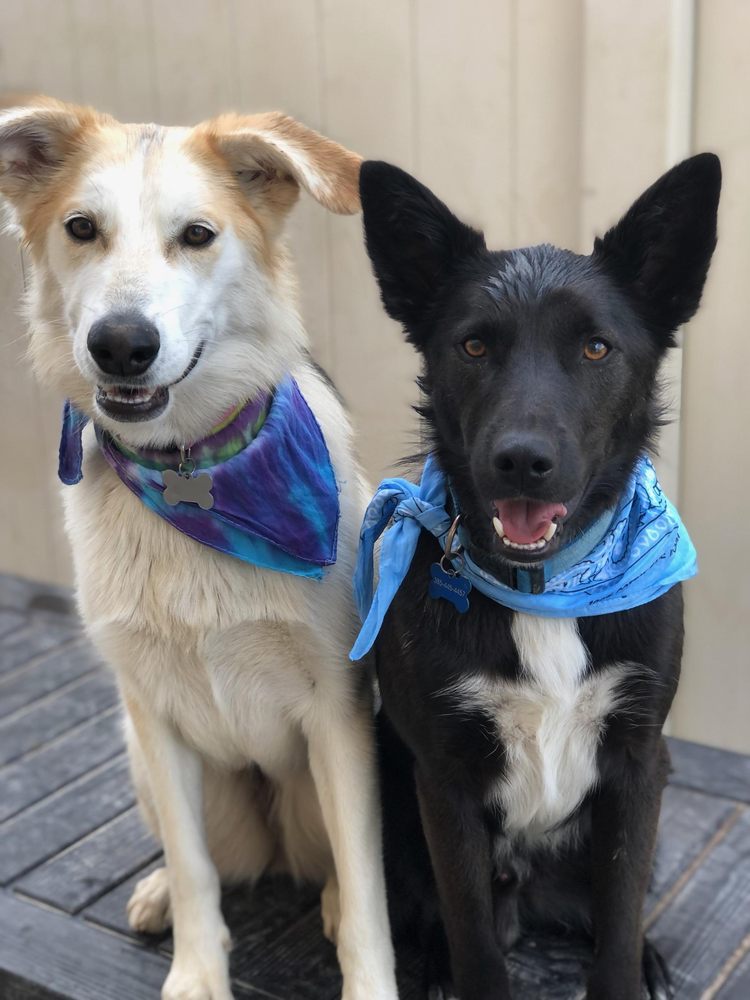 Century Dog Training Image