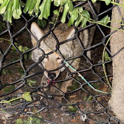 RUSTY’S ANIMAL CONTROL - Updated June 2026 - 11 Photos - 5972 E 600 N ...