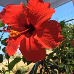 Blue Oak Garden Center