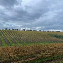 Tenuta del Palagio - Vineyard!
