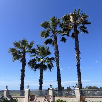 Active Landscape And Tree Service - Before - Tree Services Near Me Active Landscape And Tree Service - Before - Tree Services Near Me