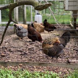Brewed Awakenings - Chickens laying the eggs for the sammie