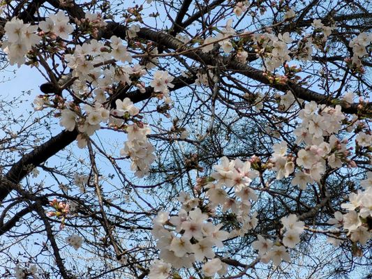 Suizenji Jojuen Garden by null