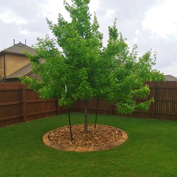 Liberty Tree Service - Small Red Oak before tree service - Tree Services Near Me