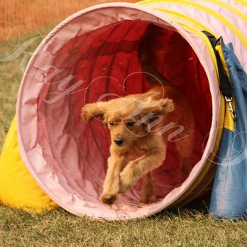 Sherwood Barks - Pet Sitting Near Me - Edmonton, Alberta Sherwood Barks - Pet Sitting Near Me - Edmonton, Alberta