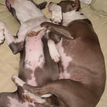 St Francis Pet Clinic - Tyler (left) and Daisy Mae (right) - and yes, they really sleep like this most nights. - Veterinarians Near Me - Santa Barbara, California St Francis Pet Clinic - Tyler (left) and Daisy Mae (right) - and yes, they really sleep like this most nights. - Veterinarians Near Me - Santa Barbara, California