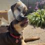La Bone Pet Spa