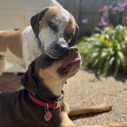 La Bone Pet Spa