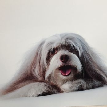 Paws At London Towne - Maddie, my Certified Therapy Dog - Pet Groomers Near Me - Redondo Beach, California Paws At London Towne - Maddie, my Certified Therapy Dog - Pet Groomers Near Me - Redondo Beach, California