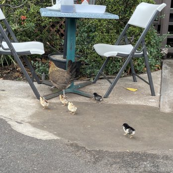 Kihei Caffe - Chicks and chickens dine with you outdoors - Hawaiian Near Me - Kihei, Hawaii