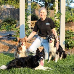 TeamPlay K9 Training