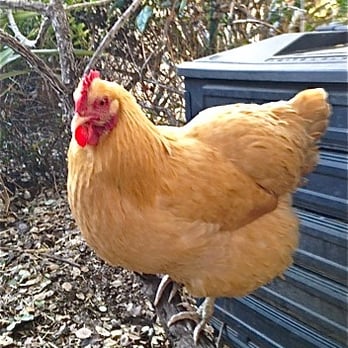 Columbus Garden School - Lulu the Wonder Chicken! - Specialty Schools Near Me - Columbus, Ohio Columbus Garden School - Lulu the Wonder Chicken! - Specialty Schools Near Me - Columbus, Ohio