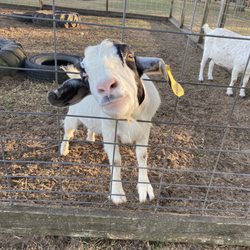 Aunt Louise's Farm - Had the best time! This goat was HUNGRY!