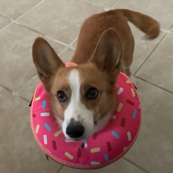 Cibolo Small Animal Hospital - Veterinarians Near Me - Cibolo, Texas Cibolo Small Animal Hospital - Veterinarians Near Me - Cibolo, Texas